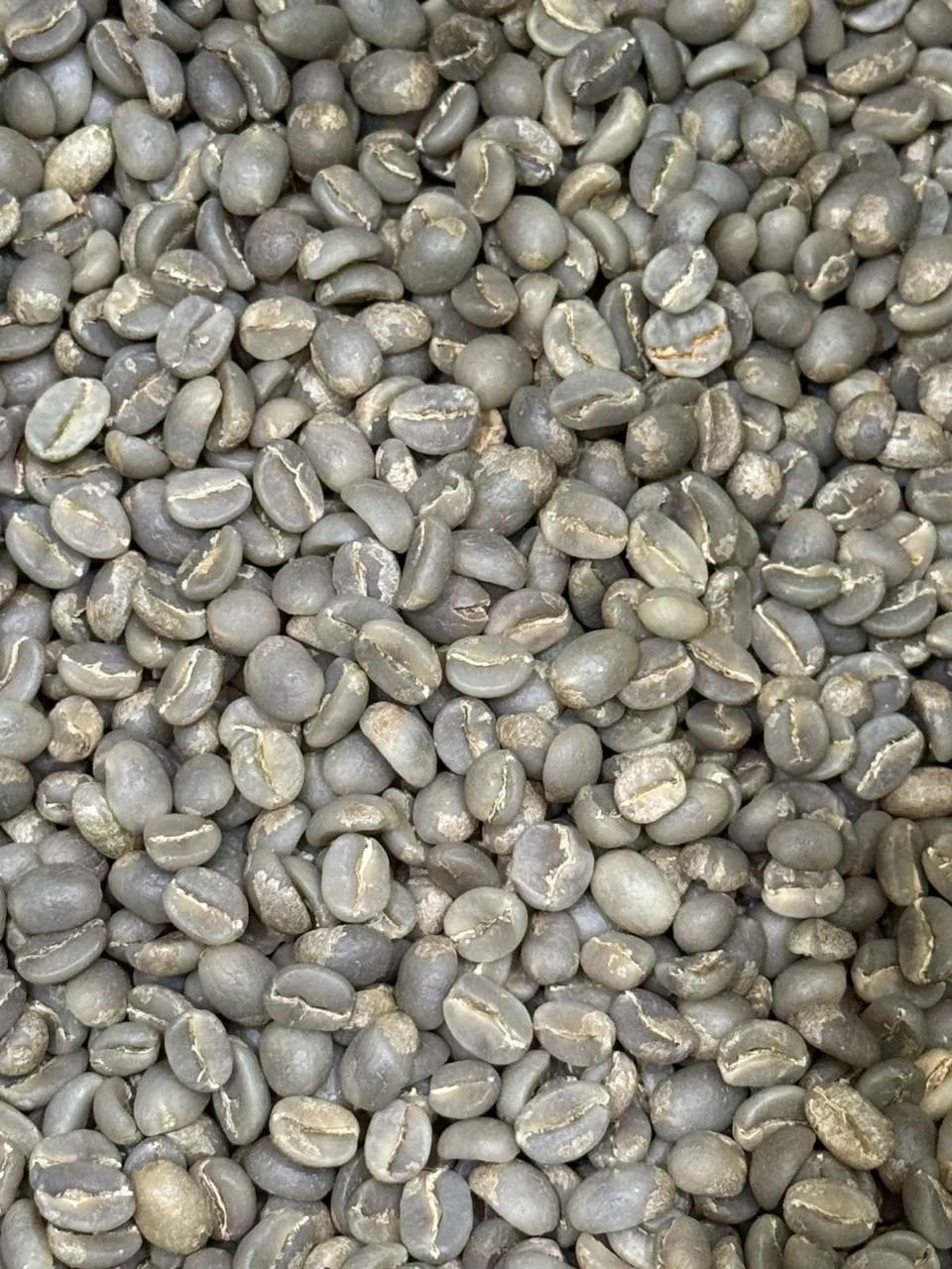 Café Oro Verde